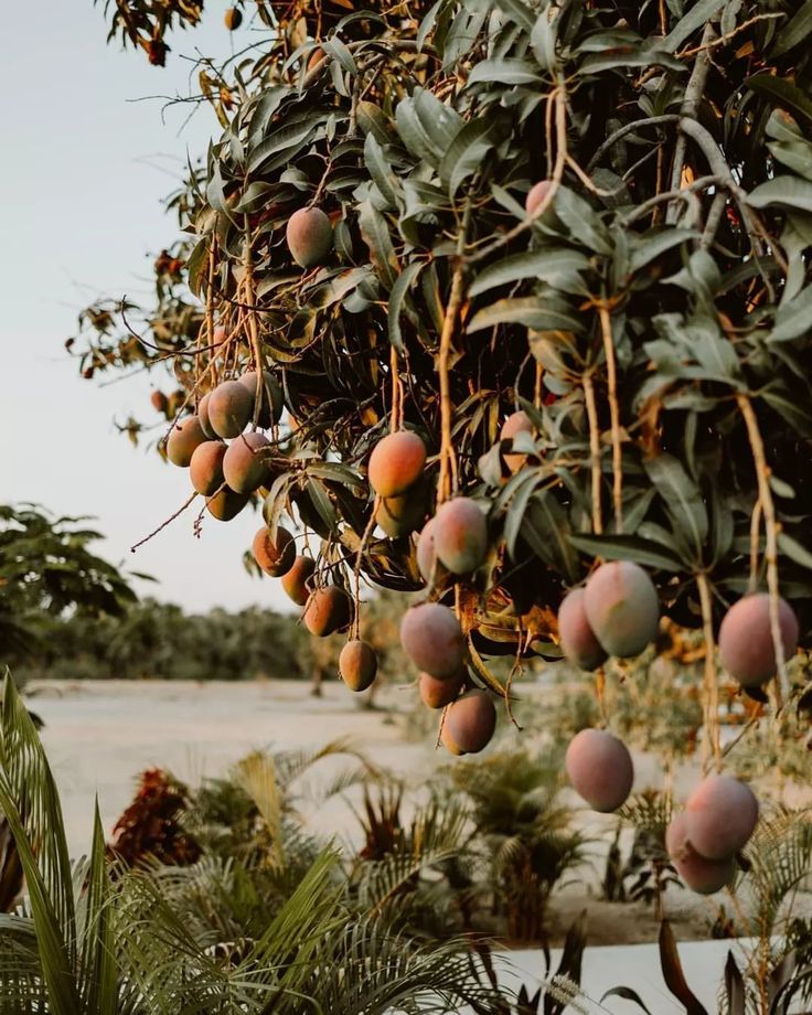 Laurel Glen mood board — a wealthy, secretive small town full of old money and older grudges